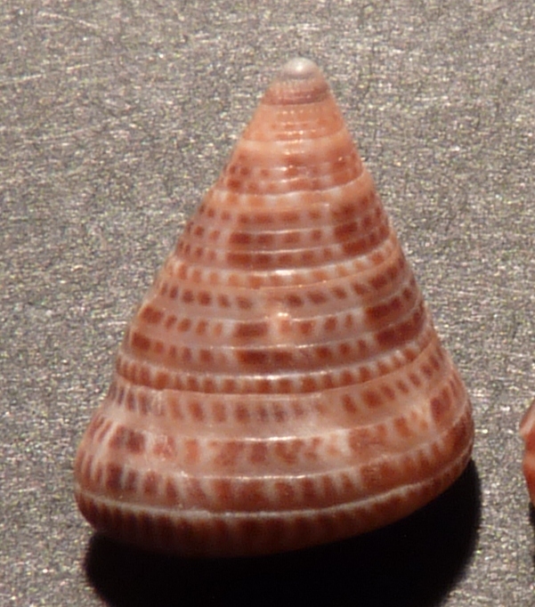 Trochidae Calliostoma conulus ?